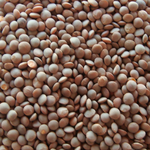 Bansi Masoor Dal Whole 4 lb.