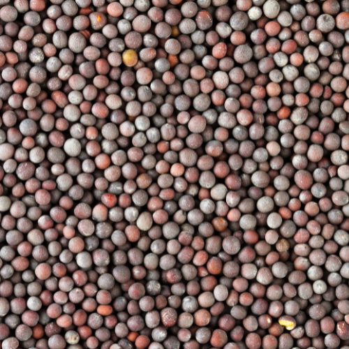 24 Mantra Organic Mustard Seeds 7 Oz.