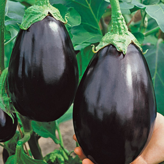 American Eggplant (1 lb.)